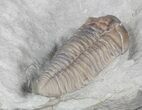 Inflated Flexicalymene Trilobite - Ohio #42831-2
